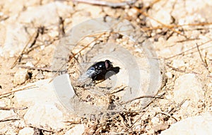 A Purple Bromeliad Fly, Copestylum violaceum, perched on a dirt surface in Mexico