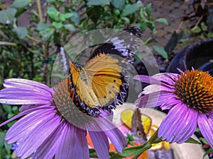 Purple and brown butterfly