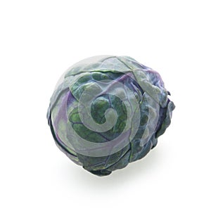 Purple Brussel Sprout