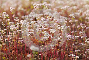 Purple buckwheat (Tam Giac Mach in Vietnamese) flower photo