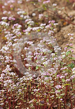 Purple buckwheat (Tam Giac Mach in Vietnamese) flower photo