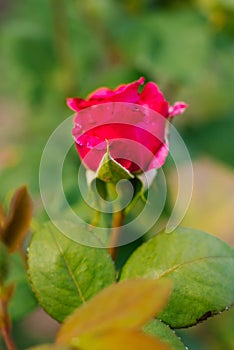 Purple Bud of a budding rose on a green grass