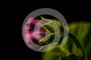 Purple bud of a flower with green leaves.