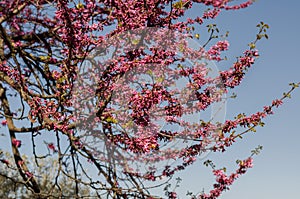 Purple bud of Judas tree European redbud in Boboli Gardens