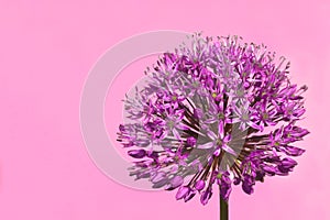 Purple Budding Allium Flower photo