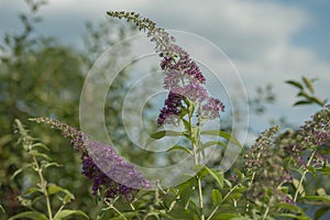 Purple budleja david flowers. photo