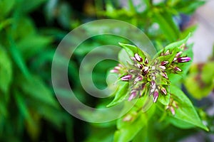 Purple buds of a flower.