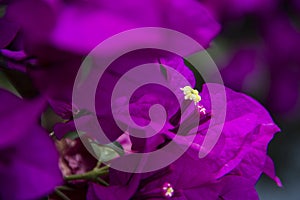 Purple bugambilia photo
