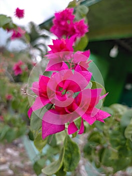 Purple bugenvil Flowers