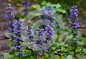 Purple Bugleweed Flower photo