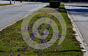 Purple bulbs bloom in the grassy strip between the lanes in the city. crocuses in a dense carpet. highway beauty with horticultura photo
