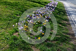 Purple bulbs bloom in the grassy strip between the lanes in the city. crocuses in a dense carpet. highway beauty with horticultura photo