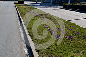 Purple bulbs bloom in the grassy strip between the lanes in the city. crocuses in a dense carpet. highway beauty with horticultura photo