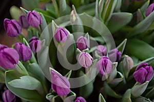 Purple bullit tulips with green leaves grow in the ground in a box on the floor indoors