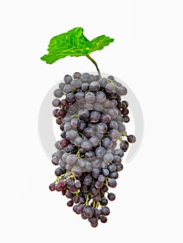 Purple bunch grape with green leaf