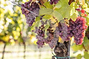 Purple bunches of grapes of the Red Traminer variety in a vineyard ripening before harvest