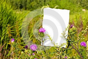 Purple burdock and fresh young green meadow grass herbs and white empty paper sheet. A photo with free blank copy space