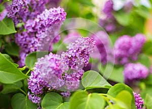 Purple bush of blooming lilac in a park area close-up