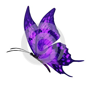 Purple butterflly flying