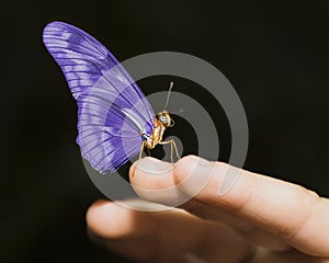 Purple Butterfly