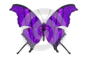 Purple butterfly