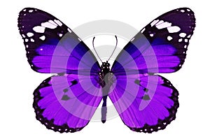 Purple butterfly