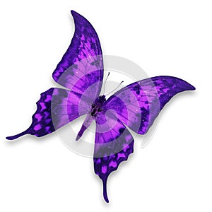 Purple Butterfly