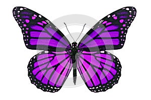 Purple Butterfly