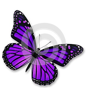 Purple Butterfly