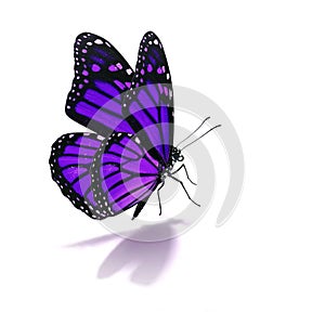 Purple butterfly