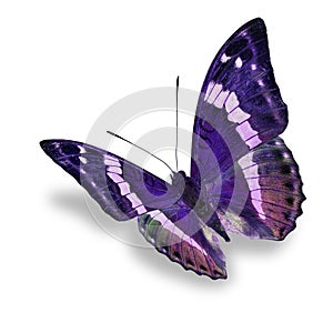 Purple butterfly