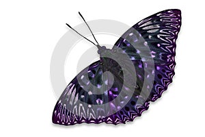 Purple butterfly