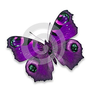 Purpurová motýľ 
