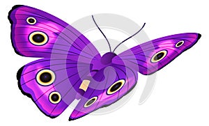 Purple butterfly with bright patterned wings. Flying moth