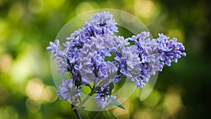 Purple butterfly bush Buddleia davidii flowers close up