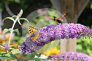 Purple Butterfly Bush with butterflies