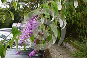 Purple butterfly bush flower cluster with green leaves, hanging near a stone wall and parked cars, blending nature and urban life photo