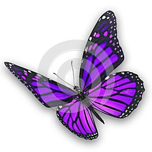 Purple butterfly flying