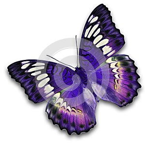 Purple butterfly flying