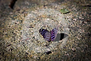 Purple Butterfly flying Isolated on background