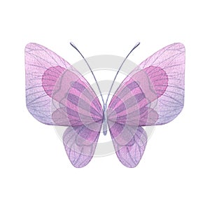 Purple butterfly. Hand-drawn watercolor illustration. Isolated object on a white background for decoration and design.