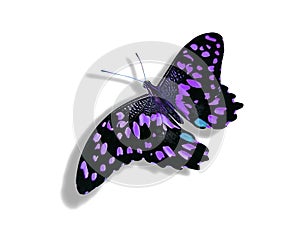 Purple butterfly isolated on white background