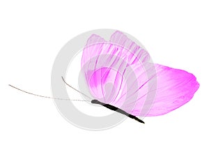 Purple butterfly isolated on white background