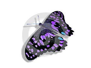 Purple butterfly isolated on white background