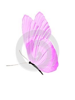 purple butterfly isolated on white background