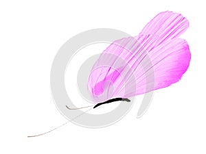 purple butterfly isolated on white background