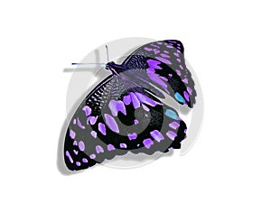 Purple butterfly isolated on white background