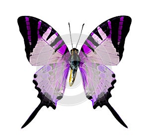 Purple Butterfly isolated on white background