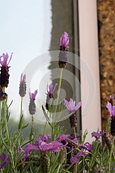 Purple butterfly lavender on windowsill with window in the background