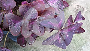 Purple Butterfly leaves with raindrop